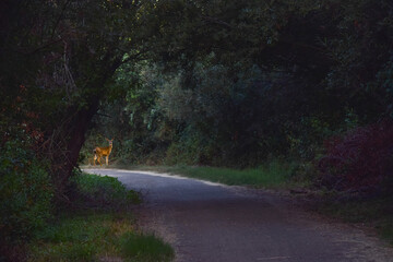 Deer through the shadows