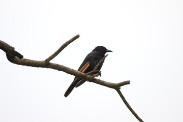 A bird on a branch