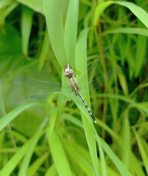 Dragonfly closeup portrait hd photo