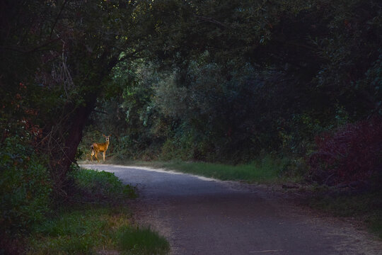 Deer through the shadows