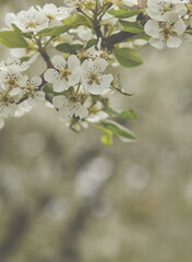 Beautiful spring blossoming cherry tree