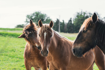 Obraz premium Horses grazing and roaming freely