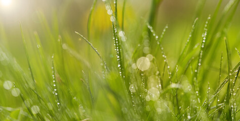 Closeup of morning dew drops on the green grass