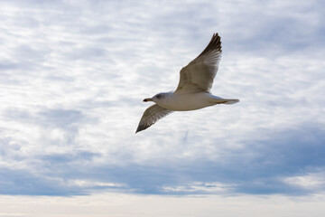 bird flying over the sea
