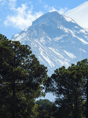 Obraz premium PINUS HARTWEGII EL PINO DE LAS ALTURAS