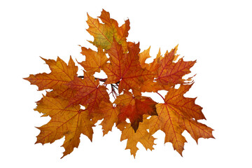Branch of autumn red maple leaves isolated on white background