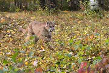 Cougar (Puma concolor) Runs Right Through Autumn Leaves