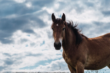 Fototapeta na wymiar Horses grazing and roaming freely