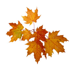 Branch of autumn maple leaves isolated on white background