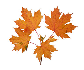 Naklejka na ściany i meble Branch of autumn red maple leaves isolated on white background