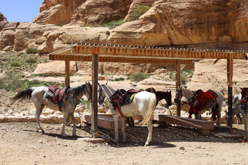 Horses in blankets shelter from the sun under a canopy