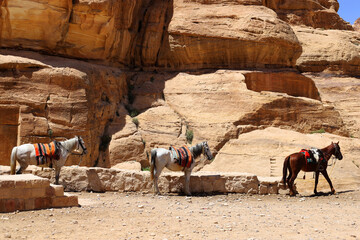 Three horses in blankets against the background of steep rocks.