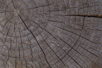 Fototapeta premium A close-up of a saw cut from a tree. old gray tree. tree rings. Wood texture background with rings and cracks. Wooden texture.