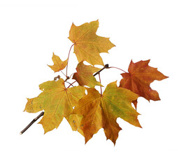 Branch of autumn yellow maple leaves isolated on white background