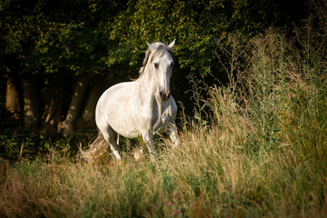 Lusitano spielt auf der Weide