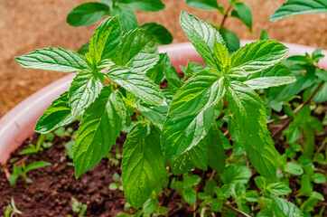 Sunlight On Leaves Of Mentha X Piperita (Black Mint) © Jacquelin