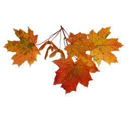 Branch of autumn maple leaves isolated on white background