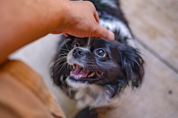 Dog head patt