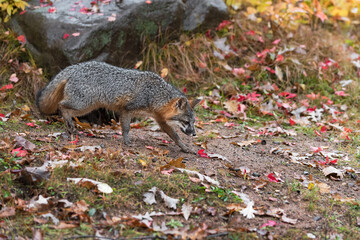 Grey Fox (Urocyon cinereoargenteus) Walks Alongs Past Rock Autumn