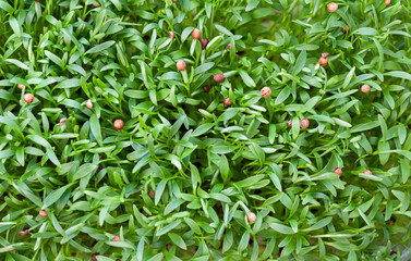 micro green corundum cilantro sprouts on sky background - select focus. Raw sprouts, microgreens, healthy eating concept