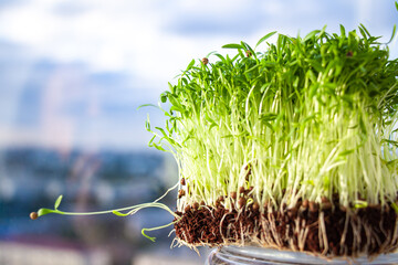 micro green corundum cilantro sprouts on sky background - select focus. Raw sprouts, microgreens,...