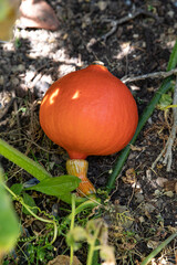 Close-up of an orange pumpkin in a garden or field
