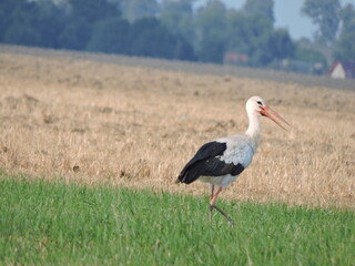 Bocian biały (Ciconia ciconia) 