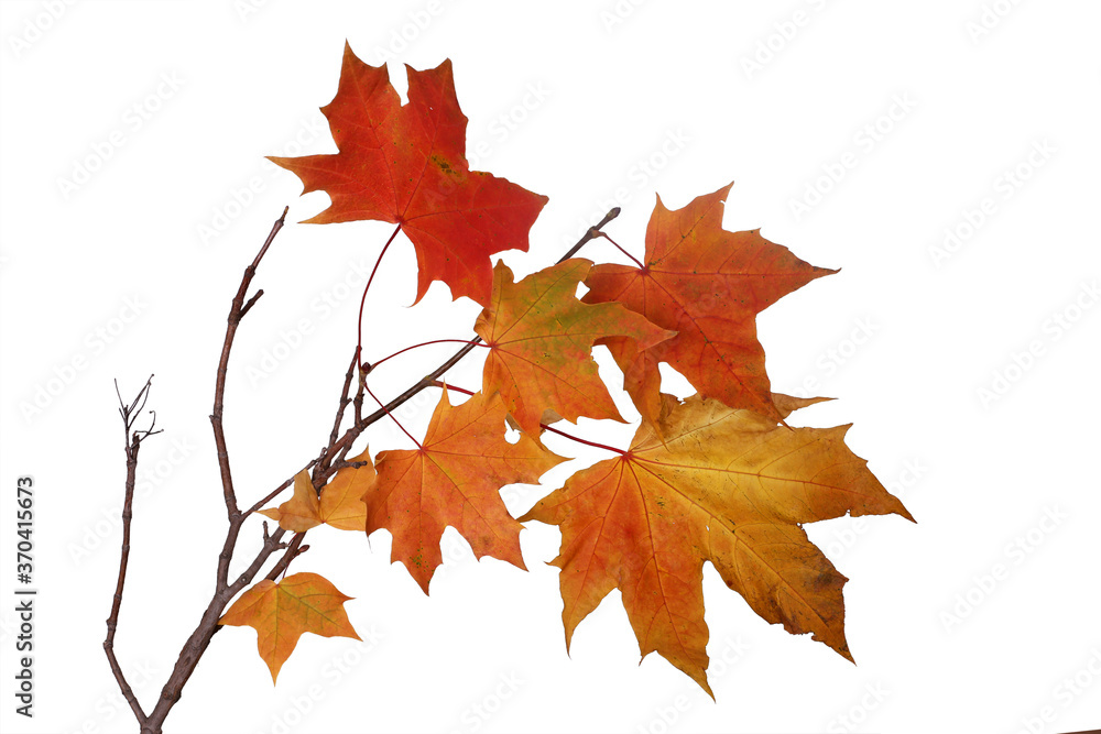 Wall mural branch of autumn red maple leaves isolated on white background