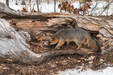 Obraz premium Grey Fox (Urocyon cinereoargenteus) Sniffs Left Inside Log Winter