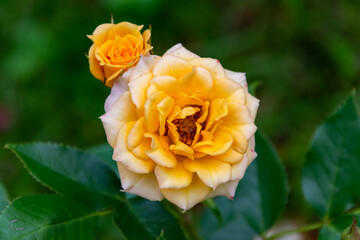 Yellow wild garden rose at with green leaves