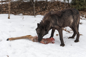 Black Phase Gray Wolf (Canis lupus) Grabs at White Tail Deer Leg Winter