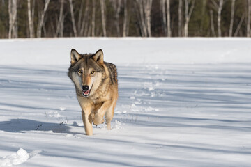 Grey Wolf (Canis lupus) Trots Forward in Snow Winter