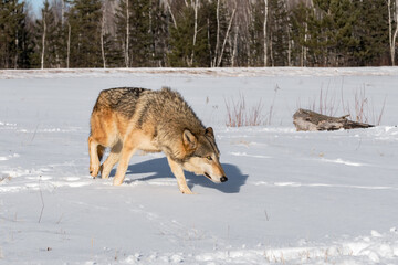 Fototapeta premium Grey Wolf (Canis lupus) Walks Right Nose Down Winter