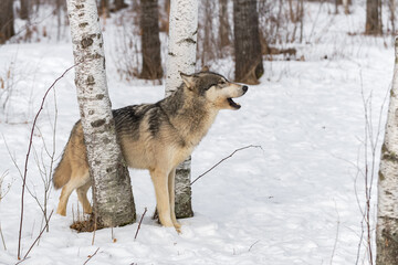 Fototapeta na wymiar Grey Wolf (Canis lupus) Stands Between Birch Trees Barking Right Winter