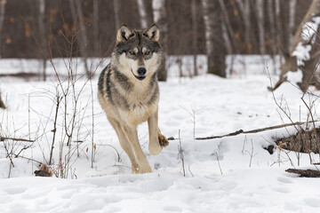 Grey Wolf (Canis lupus) Runs Forward Over Log Winter