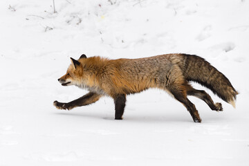 Red Fox (Vulpes vulpes) Runs Left Through Snow Winter