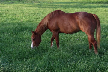 Naklejka na ściany i meble Sorrel mare up close on a ranch