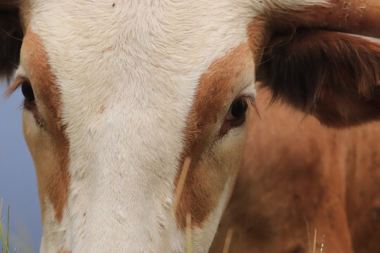 Closeup of a longhorn steer