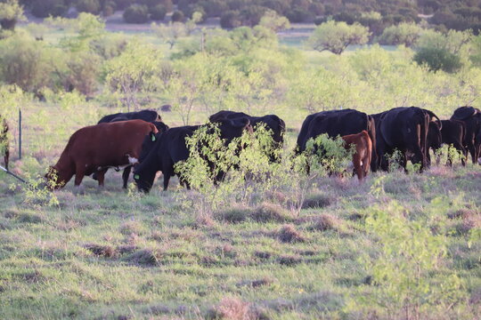 Cattle herd out strolling and grazing at sunset