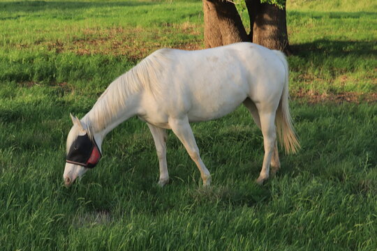 Cremello mare out with the herd eating their dinner