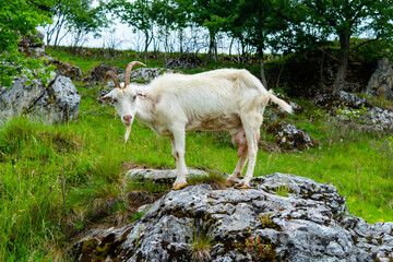 White curious goat standing on the rock. Farm mammal on the pasture