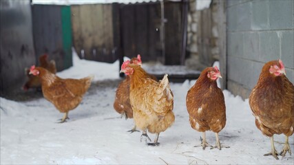 Chickens walking on snow. Laying hens walking in the winter in the yard.