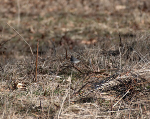 Dark Eyed Junco