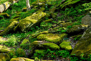 green moss covered rocks in a national park forest
