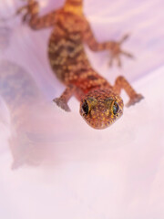Closeup  Beautiful gecko in the garden