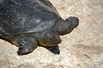 Nile Softshell Turtle (Trionyx triunguis).  Big Terrapin.