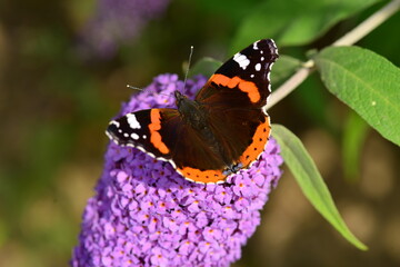 Red Admiral butterfly, Jersey, U.K. Macro image of Lepidoptera.