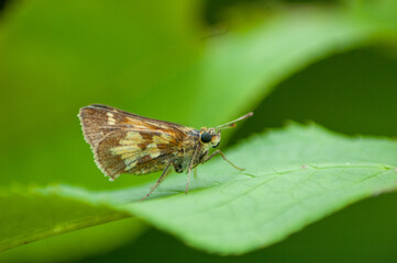 insect on leaf