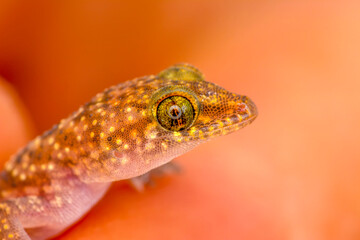 Closeup  Beautiful gecko in the garden