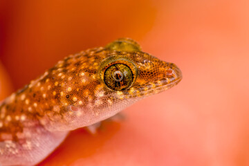 Closeup  Beautiful gecko in the garden